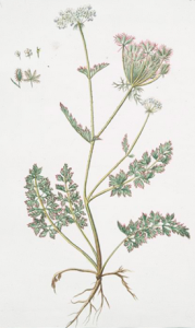 Parsley as an omen of death? Photo Credit: The New York Public Library collections 